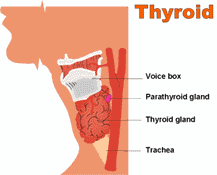 Thyroid Anatomy