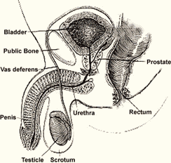 Parts of the penis and scrotum