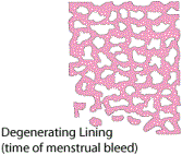 Degenerating Lining (time of menstrual bleed)