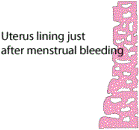 Uterus lining just after menstrual bleeding
