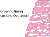 Growing lining (around ovulation)